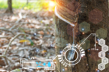 Smart farm digital icon and futuristic AI data infographic of Rubber tree with natural rubber drop to the bowl at rubber tree plantation natural latex is a agriculture for industry in Thailand - obrazy, fototapety, plakaty