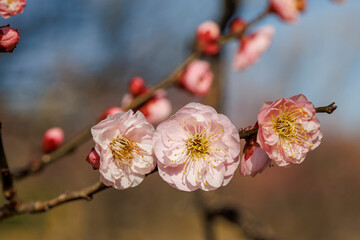 梅(見教)が三輪