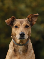 portrait of a dog in wood