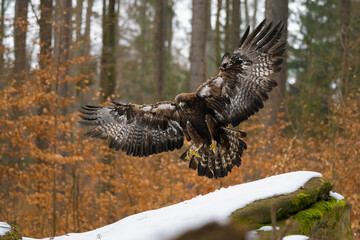 The Golden Eagle is landing, Aquila chrysaetos in winter.
