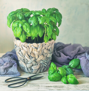 A potted plant with a blue cloth and garden skissors.