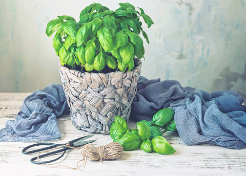 A potted plant with a blue cloth and garden skissors.