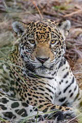 Close up of a jaguar
