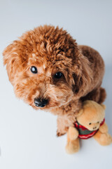 A small beautiful red poodle sits with toy bear on a white background. Top view