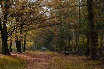 Nature reserve Sallandse Heuvelrug