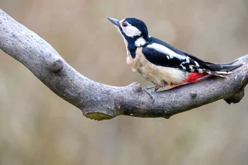 Foto op Aluminium Grote bonte specht - Great spotted woodpecker © Holland-PhotostockNL
