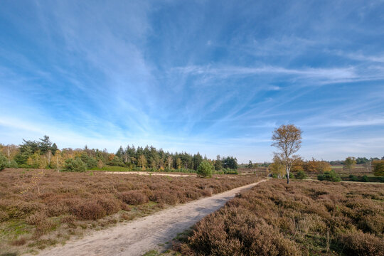 Nature reserve Sallandse Heuvelrug