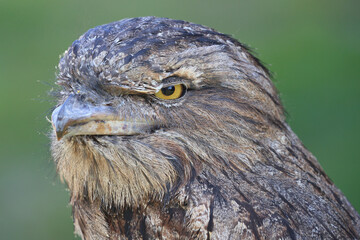 Portrait of a Tawny Frogmouth
