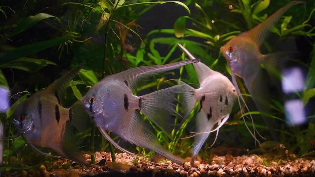 big adult angelfish in low light planted nature style aquarium, peaceful aquatic creature with high body and long fins relax, popular widespread ornamental fish for beginner on sale, pet shop