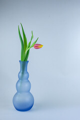 soliflore bubble glass tulipe sur fond bleu vertical