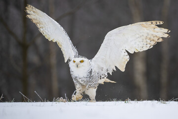 Fototapeta premium Snowy Owl on the snow. Bohemian Moravian Highland field.