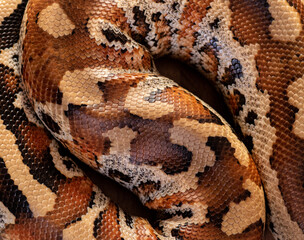 wild animal snake gecko lizard reptile