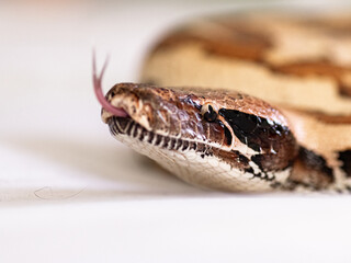 snake scale animal python macro