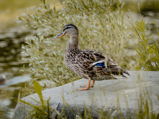 duck in the water in wood