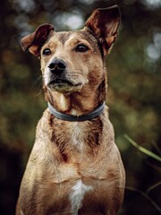 portrait dog in wood animal