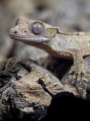 wild animal snake gecko lizard reptile