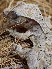 wild animal snake gecko lizard reptile