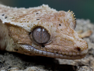 wild animal snake gecko lizard reptile