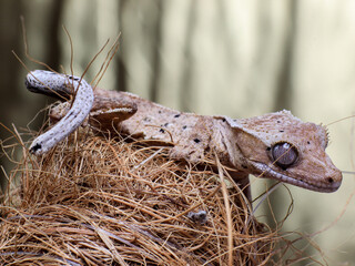 wild animal snake gecko lizard reptile