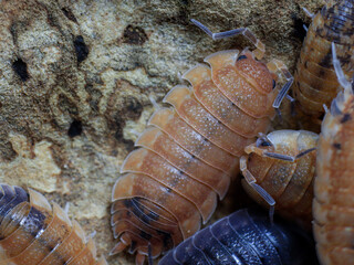 insect bug macro animal in nature