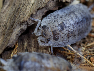 insect bug macro animal in nature