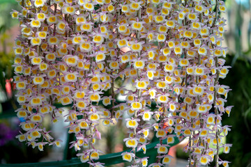 Dendrobium orchid flowers are displayed at a flower contest in Tao Dan Park during the Lunar New Year