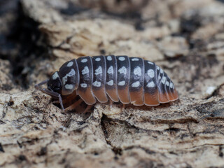 insect bug macro animal in nature