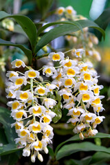 Dendrobium orchid flowers are displayed at a flower contest in Tao Dan Park during the Lunar New...