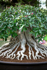 Fototapeta premium Adenium obesum bonsai tree with unique beam root set