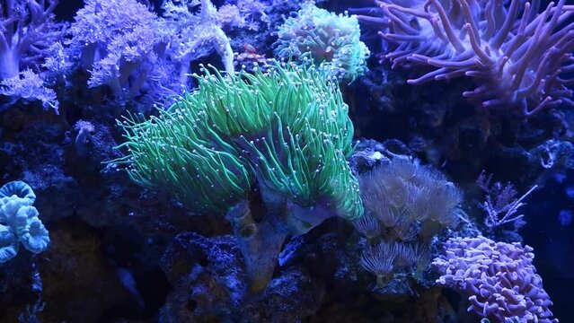 torch coral grow on frag plug and move long green tentacles, healthy active animal in reef marine aquarium, popular pet in LED actinic blue light, shadow play, beautiful live rock ecosystem