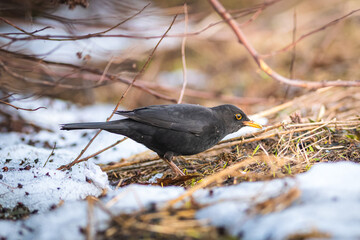 Common blackbird on a ground