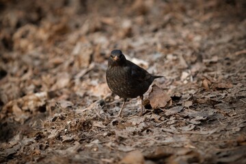 Common blackbird on a ground