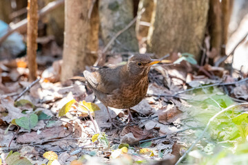Blackbird starling standing on a ground