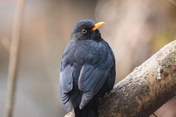 Common blackbird on a branch