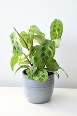 Maranta leuconeura kerchoveana variagata, prayer plant in a gray pot, isolated on a white background. Variegated tropical houseplant with green leaves and beautiful pattern. Portrait orientation.