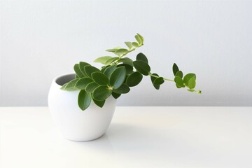 Hoya cumingiana houseplant, in a white pot isolated on a white background. A vining plant with green leaves. Landscape orientation.