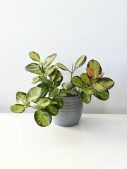 Hoya australis Lisa, cultivar of Hoya australis tenuipes houseplant, in a gray pot isolated on a...