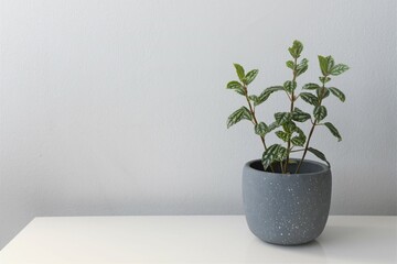 Pilea cadierei minima, aka aluminium or aluminum plant, isolated on a white background in a gray pot. Landscape orientation with empty space.