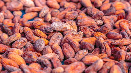 Close-up of Dried  brown cocoa bean background Aromatic brown Cocoa beans and cocoa seed  concept with raw materials of Chocolat