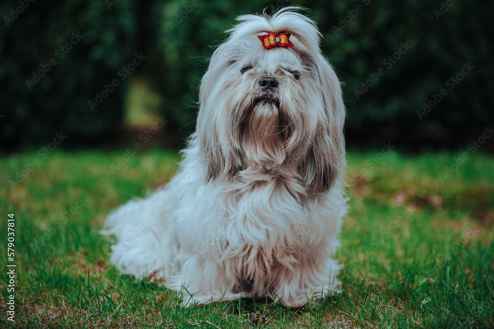 Sticker Shih tzu dog sitting on grass in garden