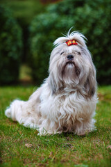 Shih tzu dog sitting on grass in garden