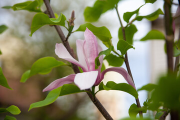 Magnolia tree blossom in a spring garden