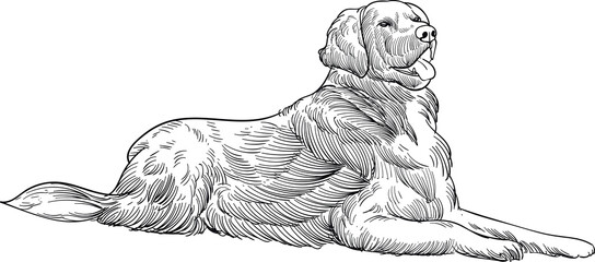 Vintage hand drawn sketch Labrador Retriever
