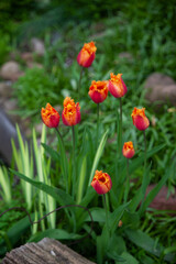 Beautiful botanical garden with tulips