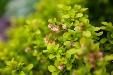 Cultivar Thunbergs barberry (Berberis thunbergii)