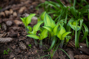 Bright, green shoots hosts