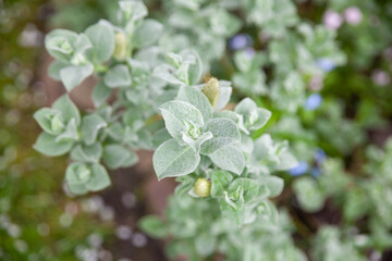 Leaves and flowers of Wooly Willow (Salix lanata)