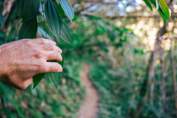 Fototapeta na wymiar A hand in the foreground pushes the leaves in the jungle aside, revealing a narrow path. The background is blurred.