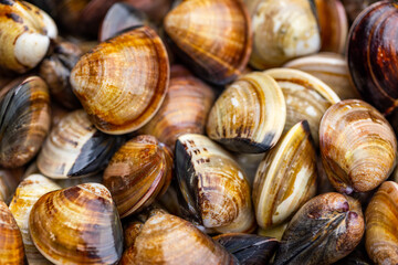 Pile of fresh the clam