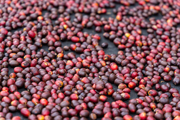 Coffee beans drying in the sun
